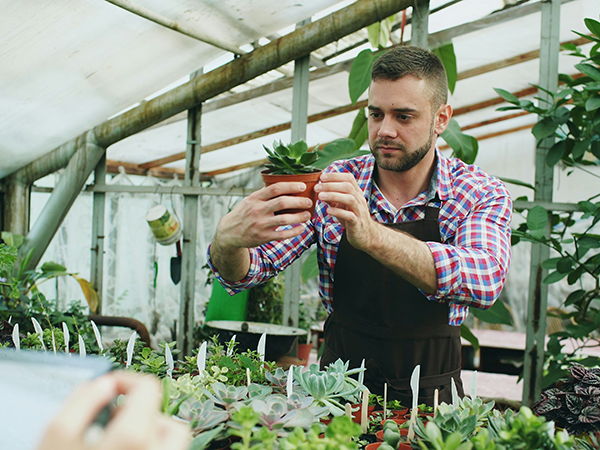 Image for State and Local Sales Taxes