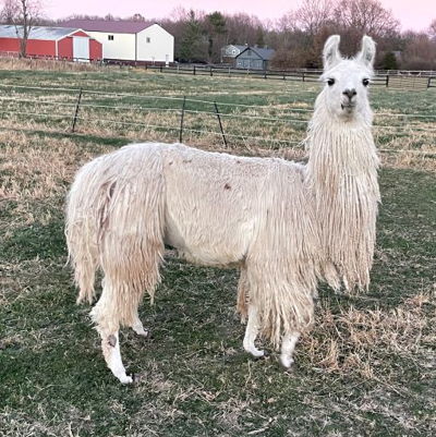 Mr. Moonshine Image of Mr. Moonshine