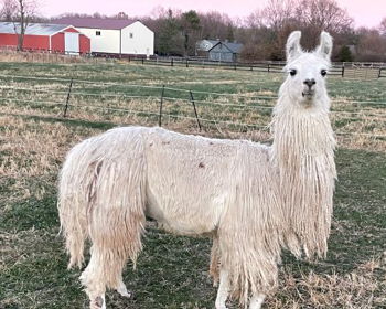 Mr. Moonshine Image of Mr. Moonshine