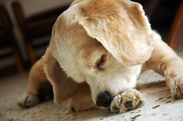 dog chewing one paw