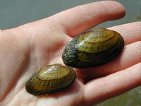Mussels (Clams) image Mussels (Clams) image