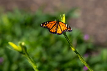 Monarch Butterfly Tagging Event