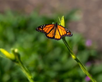 Monarch Butterfly Tagging Event