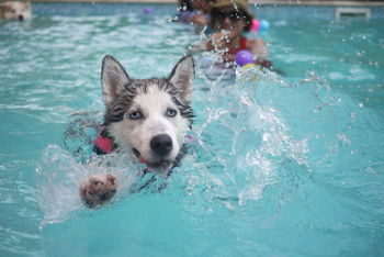 Doggie Pool Day