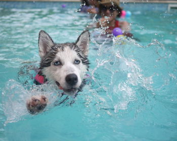 Doggie Pool Day