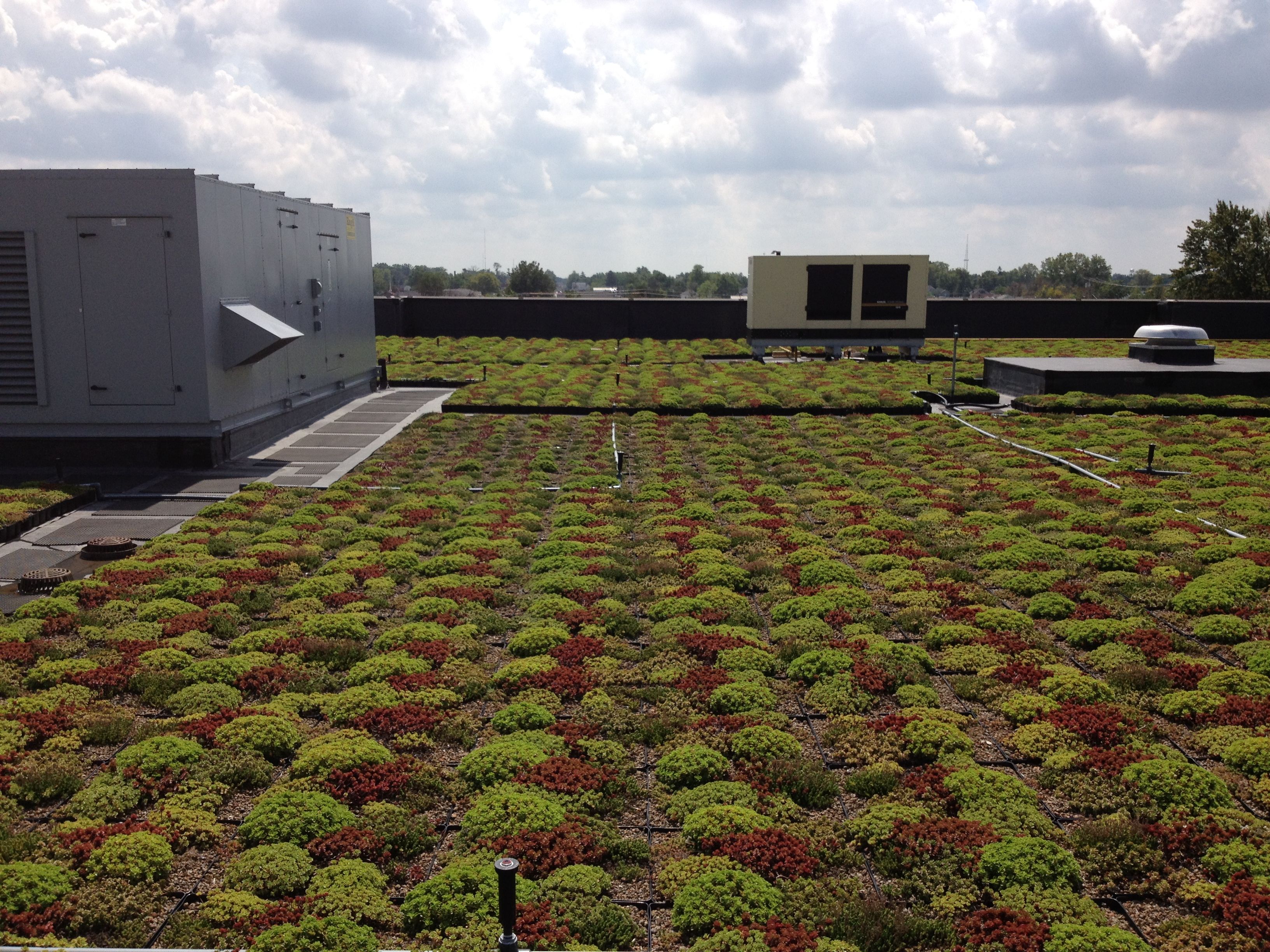 Image of green roof Image of green roof