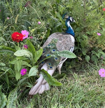 Peacock Pals at Dollie's Farm Peacock Pals at Dollie's Farm