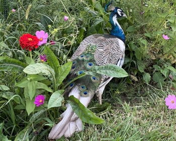 Peacock Pals at Dollie's Farm