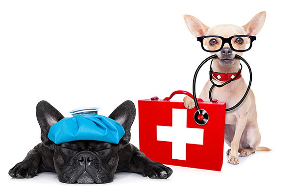 Academy Animal Hospital Greenwood