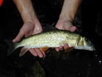 Golden Redhorse image Golden Redhorse image