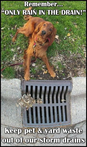 Only rain in the drain image of a dog Only rain in the drain image of a dog