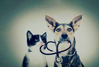 Image for Pet Insurance: Good idea?