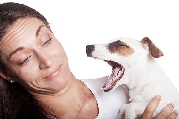 dog breath bad odor