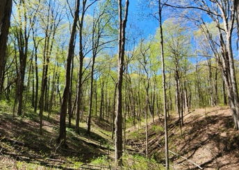 Betley Woods at Glacier's End