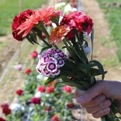 small bunch of flowers in hand