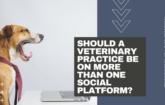 Image for Should a Veterinary Practice Be on More Than One Social Platform?