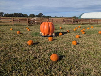Fall fun at Jenkins Farm Market