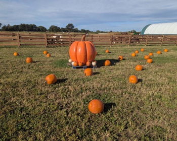 Fall fun at Jenkins Farm Market
