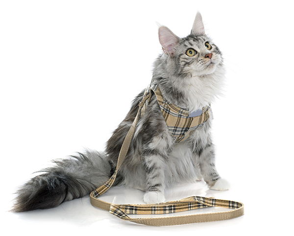 Cat on Leas Academy Animal Hospital Greenwood Franklin
