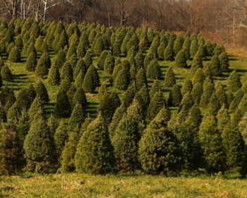 Opening weekend at Trees from DeHart