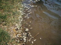 Fishkill image Fishkill image