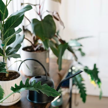 Houseplants 101 Workshop