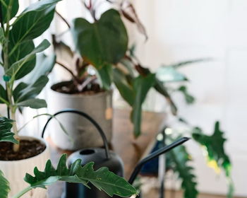 Houseplants 101 Workshop