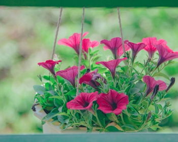 Mommy & Me Basket Class at Miss M’s