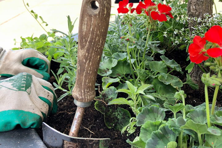 gloved hands planting flowers