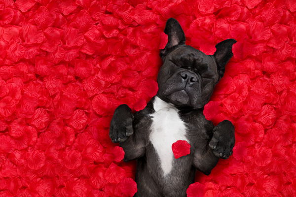 Blog Pet Wellness Pet Wellness Academy Animal Hospital Greenwood Indiana