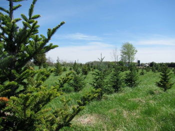 Opening weekend at Peiffer Tree Farm