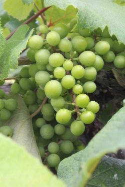white grapes on a vine