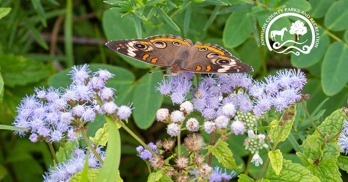 Hoosier Horse Park Events