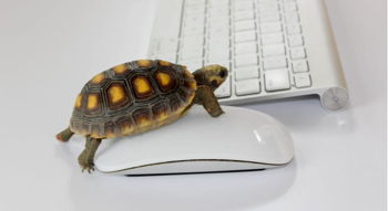 Google's New Badge of Shame for Slow Loading Websites Image for Google's New Badge of Shame for Slow Loading Websites