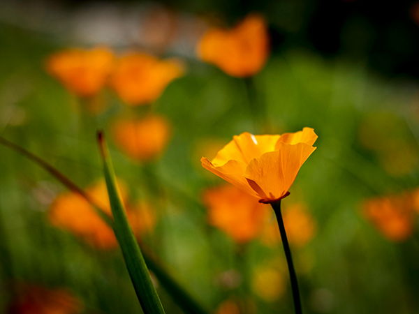 Image for California Business Tax Climate In 2024