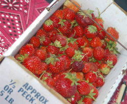 Greenwood Farmers Market bunch of strawberries