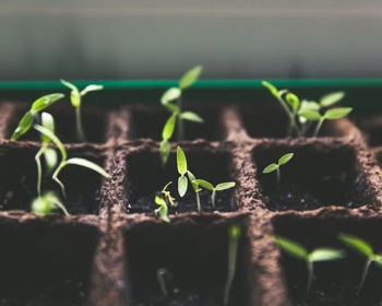 Seed Germination Class