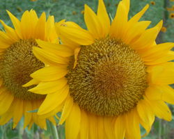 JP Parker sunflowers