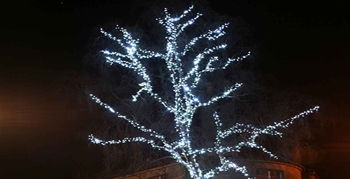 The Magic RainTree Image for The Magic RainTree