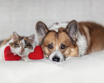 Pet Photo Shoot at Franklin Meadows