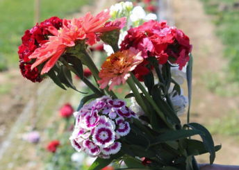 P&D Flower Farm