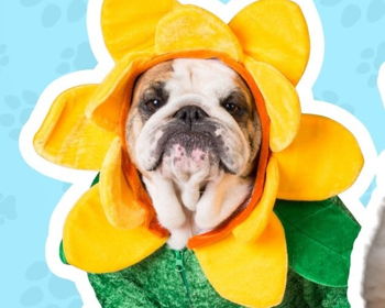 Dog Fashion Show at Otterbein Franklin