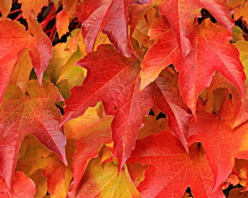 Whiteland 31 Fall-A-Palooza