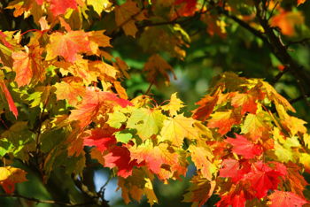 Community Fall Celebration Community Fall Celebration