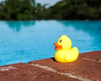 Edinburgh Rubber Duck Regatta