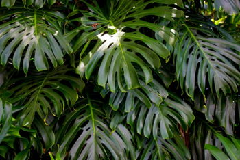 A Night Under the Monstera Leaves