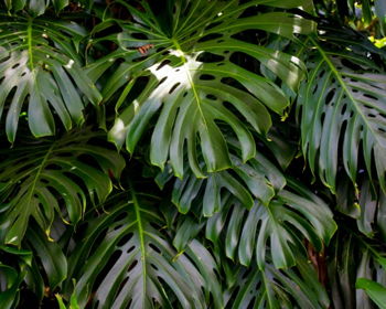 A Night Under the Monstera Leaves