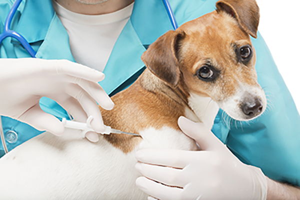 Microchip Academy Animal Hospital
