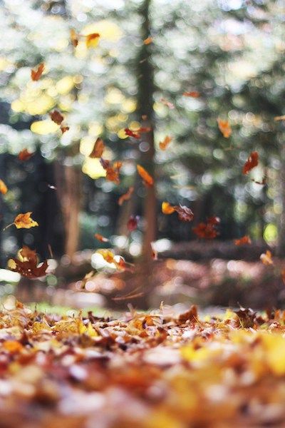 colorful autumn leaves falling to ground