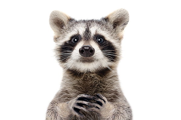 Raccoon Academy Animal Hospital Greenwood